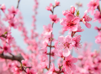 Blossoming peach tree branches, the background blurred. Spring concept