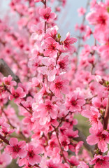 Blossoming peach tree branches, the background blurred. Spring concept