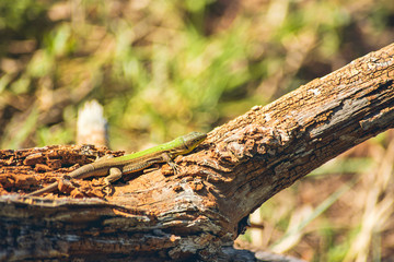 Obraz premium Green Balkan lizard, Lacerta trilineata. Crawling on a tree trunk on a sunny day