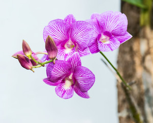 Fototapeta na wymiar Close up orchids.