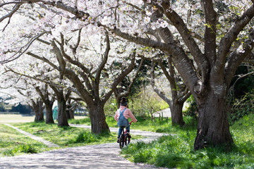 Obraz premium 桜の木の下で自転車に乗る女の子