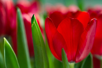 rote Tulpen auf grünem hintergrund