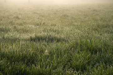 Morning Glade. Green fresh grass is covered with dew. Dawn. Mist envelops the space. The world is waking up. Texture, background, greeting card, banner. Awakening concept.