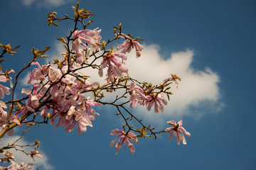 A branch of blossoming magnolia against the blue sky and clouds. Spring. Romance, love, spring concept. Postcard, banner, congratulations.