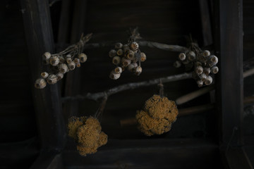 Dried poppy hanging under the old wood ceiling. Bottom view. Country life.