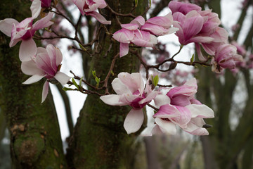 Fototapeta na wymiar Magnolia tree blooms after a early morning spring rain.