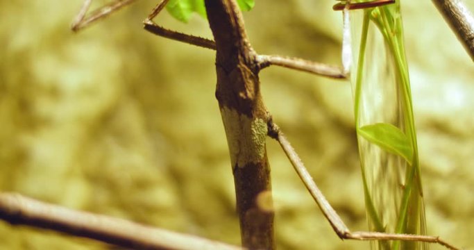 Walking stick insect , extreme close up, magnification