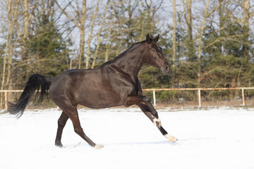 schwarzes Pferd Oldenburger Stute galoppiert im Schnee auf einem abgezäunten Platz 