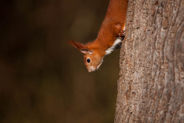 Eichhörnchen