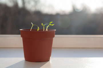 sprouted sprouts in a pot on the windowsill