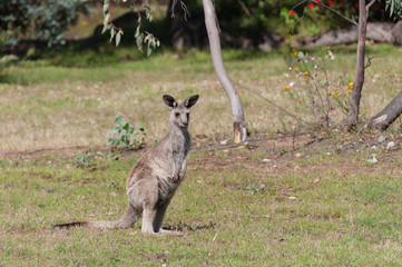 Obraz na płótnie Canvas YOung kangaroo joey in the wild. Australian wildlife
