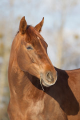 Obraz premium Kopfportrait Warmblutpferd
