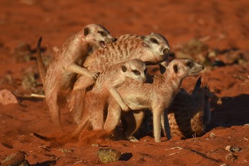 Erdmännchen (suricata suricatta) kämpfen in der Kalahari (Namibia)