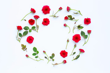 Rose on white background.