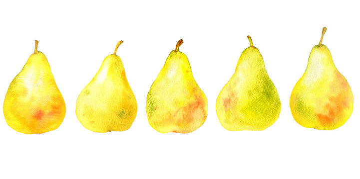 watercolor drawing yellow pears