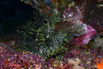 Incredible Underwater World - Lacy scorpionfish - Rhinopias aphanes. Papua New Guinea, Milne Bay.