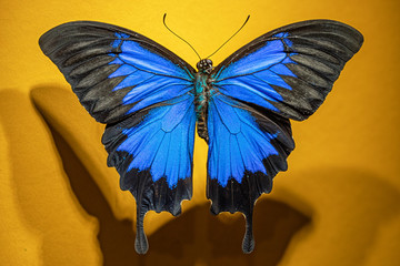 papillon Achillides ulysse ulysse (recto-verso)