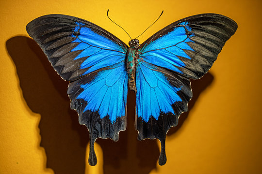 papillon Achillides ulysse ulysse (recto-verso)