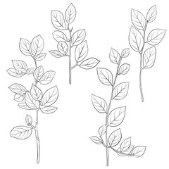 vector drawing branches