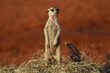 wachsames Erdmännchen (suricata suricatta) in der Kalahari (Namibia)
