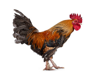 Studio shot of beautiful and well looked after male chicken / cock, standing side ways. Looking straight ahead. Isolated on white background.
