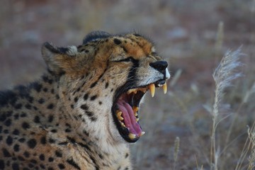 Gepard (Acinonyx jubatus)