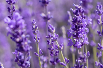 Obraz premium Lavender flower on the field.