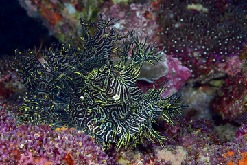 Fototapeta na wymiar Incredible Underwater World - Lacy scorpionfish - Rhinopias aphanes. Papua New Guinea, Milne Bay.