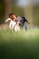 lustiger Amerikanischer Zwergdackel Hund mit fliegendem Ohr