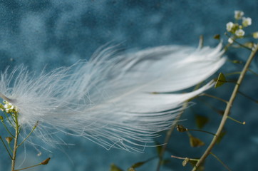 feather 