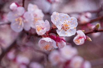 Spring flowers of apricot tree on the branches.