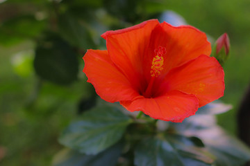 Fototapeta premium red flower in garden