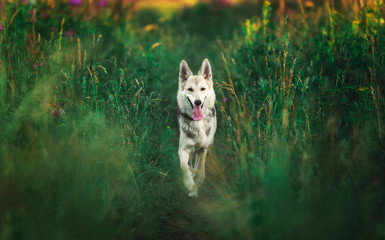 Front view at husky dog walking on a green meadow looking at camera. Green trees and grass background.