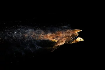 Fliegender Wildvogel. Raubvogel. Streuung, Splatter-Effekt. Schwarzer Hintergrund. © Serkan Mutan