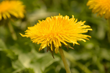 soft focus of yellow dandelions on a meadow, spring theme with yellow dandelion flowers background also called taraxacum officinale in bloom in early april