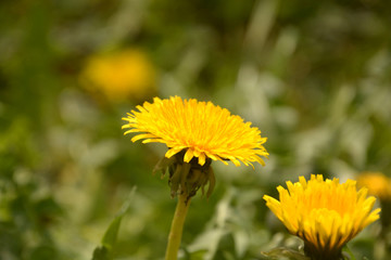 yellow dandelion flowers in focus in front of green background, spring theme with yellow dandelion flowers background also called taraxacum officinale in bloom in early april