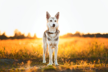 Fototapeta premium Front view at husky dog walking on a green meadow looking at camera. Green trees and grass background.