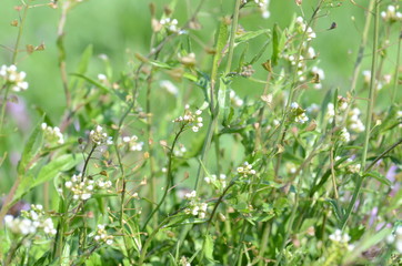 plant in a field