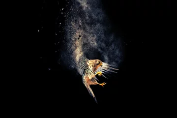 Fliegender Vogel. Raubvogel. Streuung, Splatter-Effekt. Schwarzer Hintergrund. © Serkan Mutan