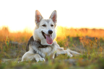 Front view at husky dog walking on a green meadow looking at camera. Green trees and grass background.
