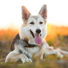 Front view at husky dog walking on a green meadow looking at camera. Green trees and grass background.