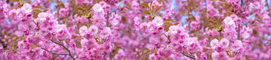 Springtime panorama background  with pink blossom.