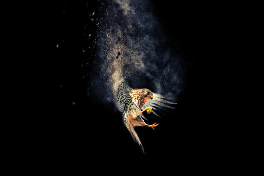Flying bird. Bird of prey. Dispersion, splatter effect. Black background. 