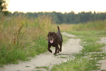 Portrait of chocoalte labrador sitting on the summer field, natural light