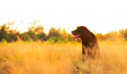 Portrait of chocoalte labrador sitting on the summer field, natural light