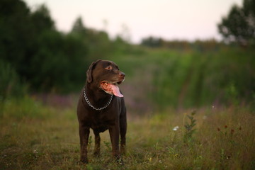 Portrait of chocoalte labrador walking on the summer field, natural light