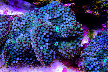 Ricordea florida mushroom - Underwater macro shot © Kolevski.V
