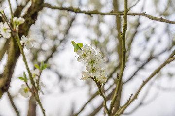 süße Kirschblüten