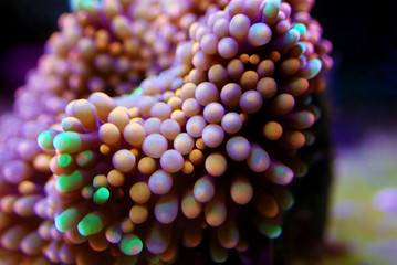 Ricordea florida mushroom - Underwater macro shot © Kolevski.V