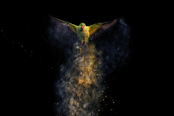 Flying bird. Dispersion, splatter effect. Black background. Bird: Green parakeet.